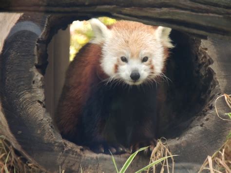 International Red Panda Day 2013 At Potawatomi Zoo Red