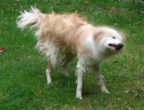 What do you do when your rabbit shakes? Water Sports Dog