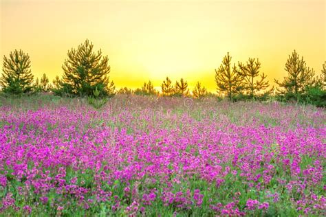 Amazing Spring Landscape With Flowering Purple Flowers In Meadow Stock