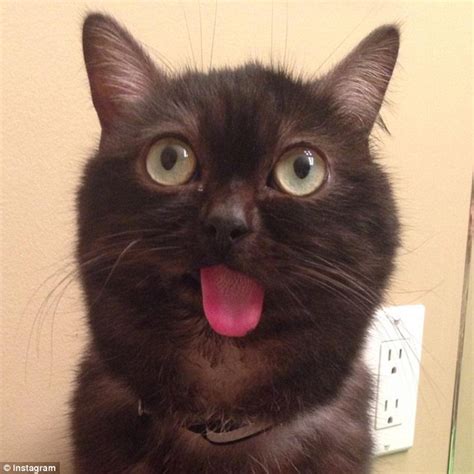 Top 101 Pictures Cat Keeps Licking Lips And Sticking Tongue Out Excellent 102023