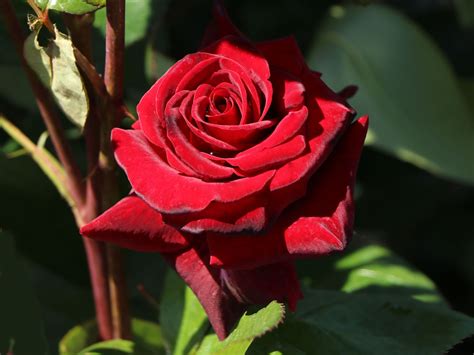 Edelrose Black Magic ® Finde Deine Neue Rose Online Ratgeber