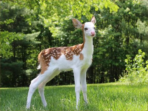 We Need Piebald Deer Rplanetzoo