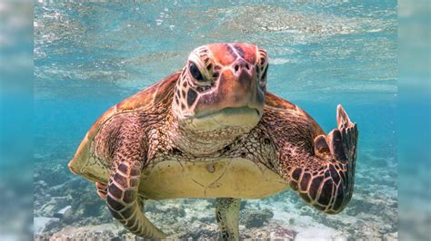 Picture Of Turtle Flipping Off Photographer Wins Comedy Wildlife Photo