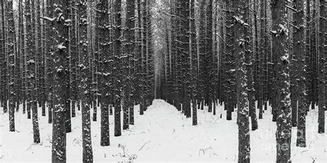Winter Forest In Black And White Photograph By Twenty Two