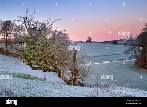 Winter Tree Frost And Full Moon Through The Hatherop Estate In The