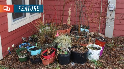 Winter Care For Trees Shrubs And Perennials In Containers St George News