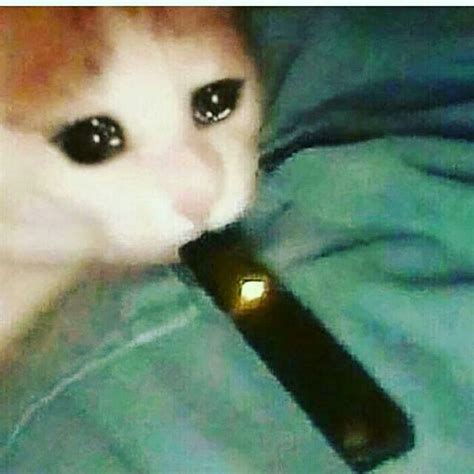 Sad Cat Smoking A Juul Youtube