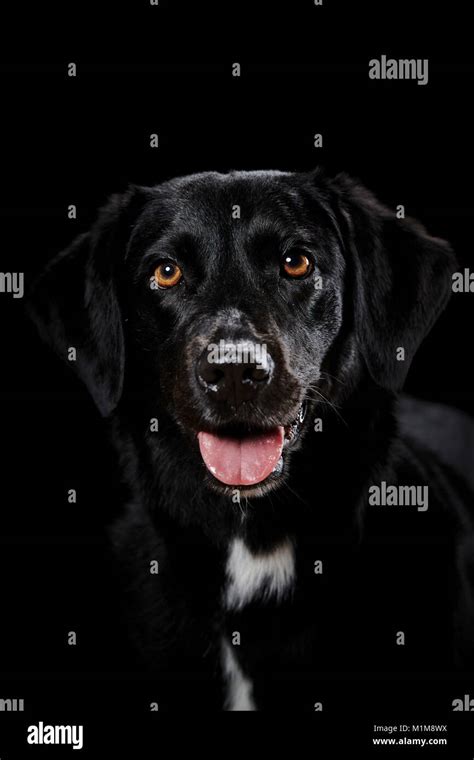 Black Dog Head Portrait Hi Res Stock Photography And Images Alamy