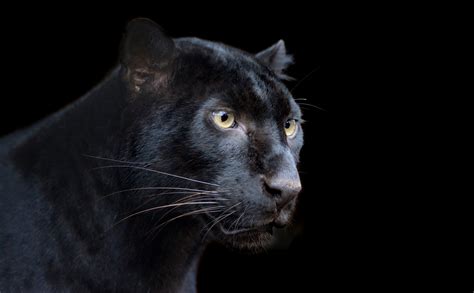Animal Black Panther 4k Ultra Hd Wallpaper