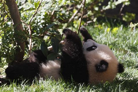 Panda Pandas Baer Bears Baby Cute 38 Wallpapers Hd Desktop And