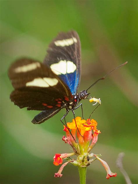 Ancient Butterflies Collections Witnesses Of Past Biodiversity