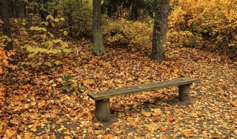 Bench In The Forest Stock Photo Image Of Autumn Bench 61821132