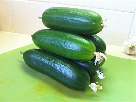 How To Avoid The Problem Of Bitter Cucumbers Bitter Cucumbers Growing Cucumbers Cucumber Plant