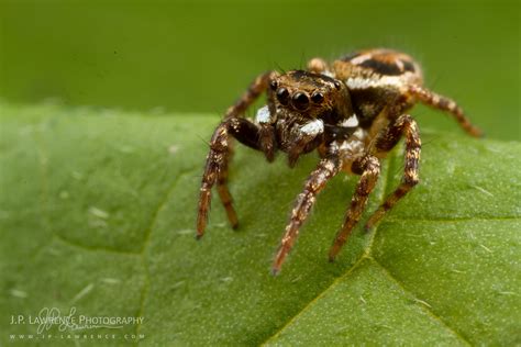 Jumping Spider Jumping Spider Salticidae From Oxford Mi Flickr