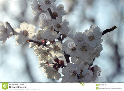 Our wonderful apricot trees are grown in our uk nursery. Flowering Apricot Tree In Spring Stock Image - Image of ...