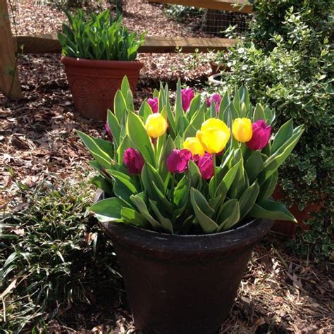 Planting Spring Bulbs In Containers Finegardening Planting Bulbs In