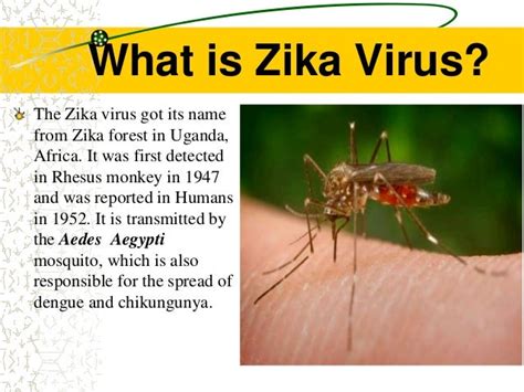 Symptoms Diagnosis And Treatment All About Zika Virus