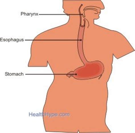 It's not uncommon for something to go wrong. Food Stuck in Throat and Esophagus (Chest, Food Pipe ...