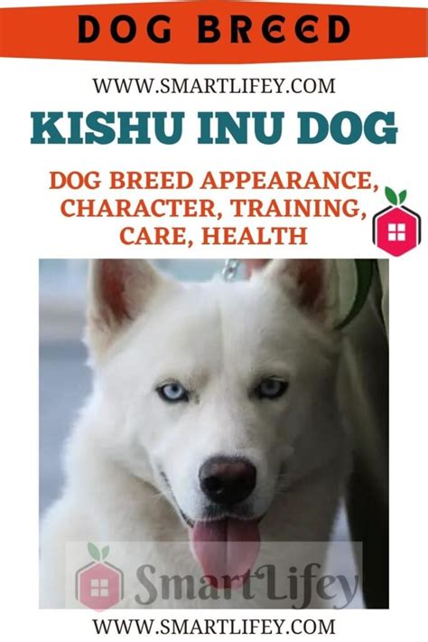 Kishu Inu Dog Dog Breed Appearance Character Training Care Health