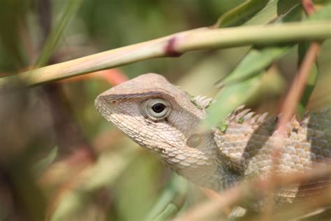 Wild Life Photography In Maharashtra Reptiles In Maharashtra