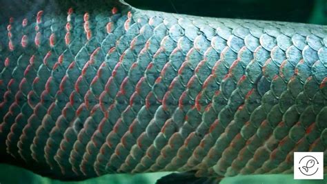 Do Fish Scales Grow Back Why Can They Live Without Scales