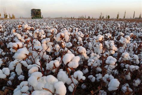 Xinjiang Cotton