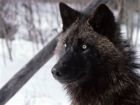 Download Close Up Of Cool Black Wolf In Woods Wallpaper