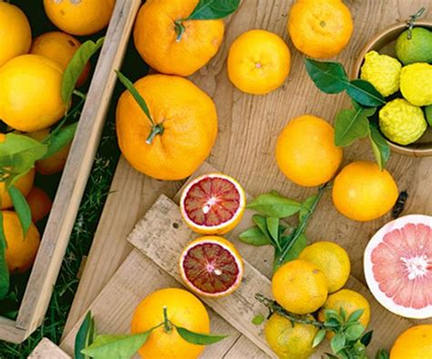 6 Popular Citrus Fruit Varieties And How To Grow Them Homes To Love