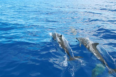 Swimming With Wild Dolphins In Oahu Hawaii Hayo Magazine