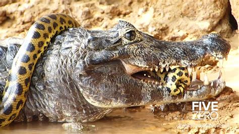 Crocodile Vs Anaconda Youtube