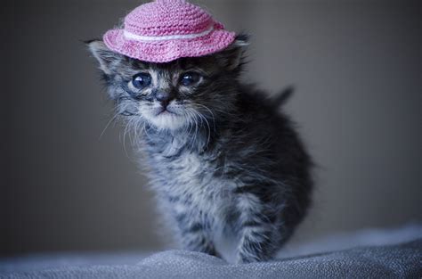 A Collection Of Adorable Photos Of Cats Wearing Hats Kittens Cutest