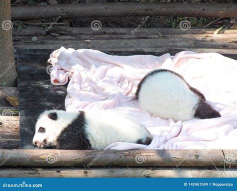 Baby Giant Panda Sleeping Stock Image Image Of Giant 142461509