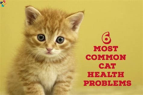 6 Most Common Cat Health Problems The Lifesciences Magazine