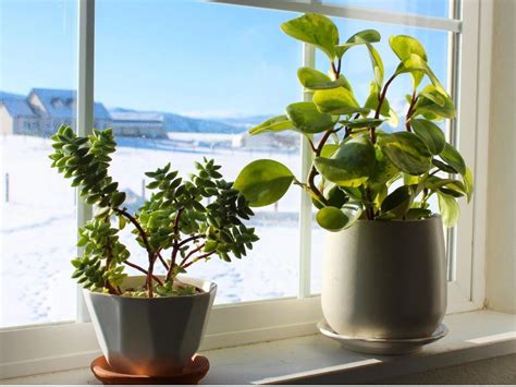 5 Best Winter Hardy Houseplants Plantclub