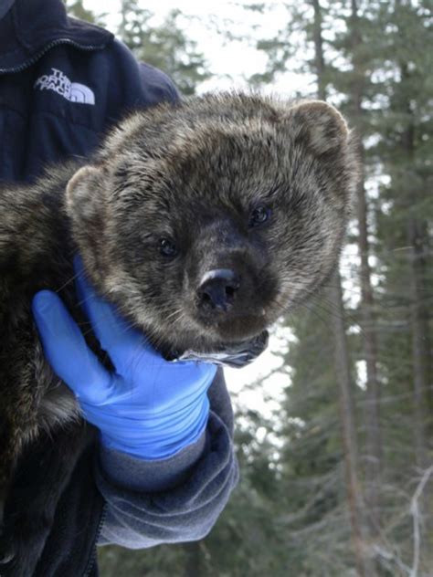 Toxic Rodenticide At Illegal Grow Sites Continue To Poison Wildlife