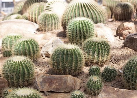 Shop the cactus pearl's closet and buy fashion. Red Cactus in jardiniere. stock image. Image of growth ...