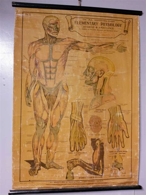 Vintage Anatomical Chart No2 In Antique Posters