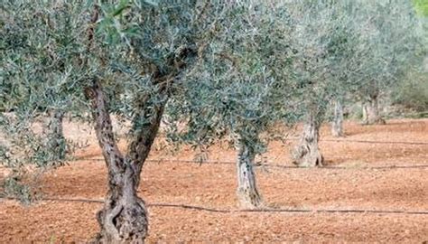 Olive trees produce olive fruits, which have many culinary uses. Olive Trees | Garden Guides