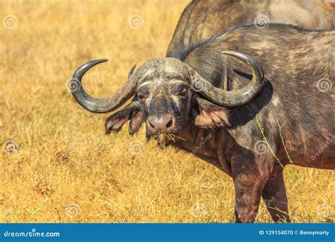 African Buffalo South Africa Stock Photo Image Of Bush Grass 129154070