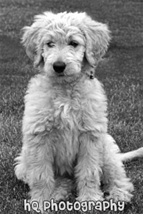 Find local goldendoodle puppies for sale and dogs for adoption near you. 1000+ images about PICTURES OF GOLDEN DOODLIES on ...