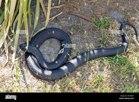 Black Tiger Snake Notechis Ater Photo Was Taken In Tasmania