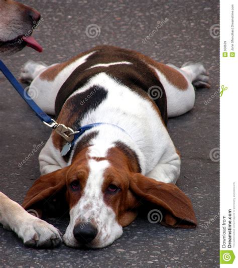 One Tired Dog Royalty Free Stock Images Image 930639