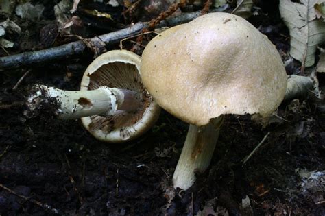 Rozites caperata - identifier-les-champignons.com