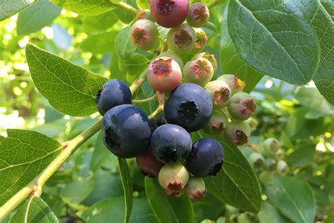 How To Pick Blueberries Fresh From The Bush Farm Flavor