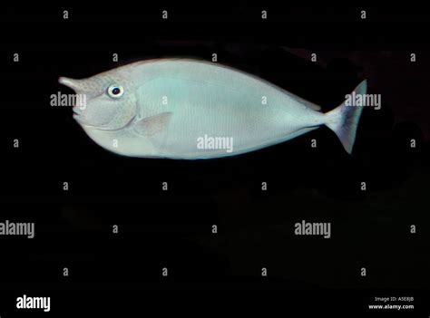 Whitemargin Unicornfish Naso Annalatus Stock Photo Alamy