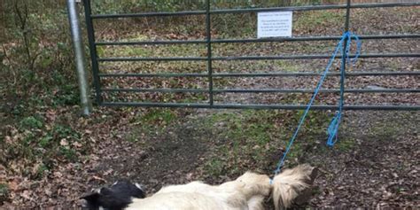 Rspca Suspects Dead Pony Found In Bethersden Was Dragged Along The Road