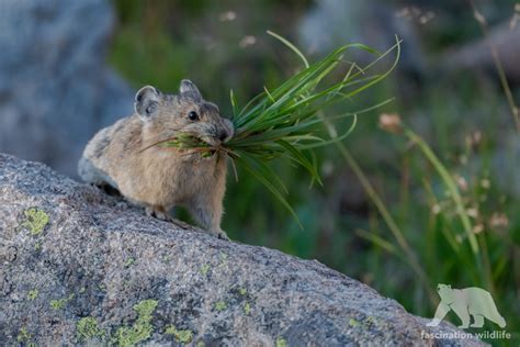 American Pika Fascination Wildlife