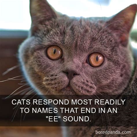 68 Amazing Cat Facts That You Probably Didnt Know Cat Facts Fun