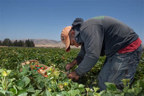Take Two Mexican Farm Workers Continue To Strike 893 Kpcc