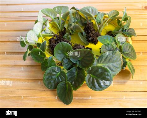 African Violet Care Hi Res Stock Photography And Images Alamy